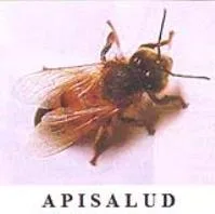 APISALUD