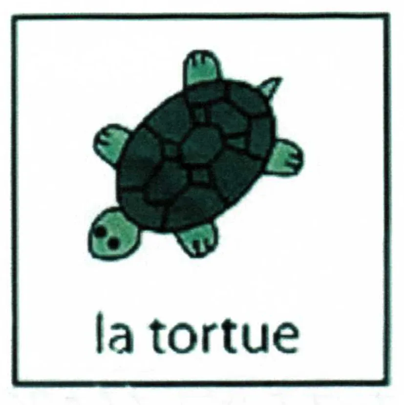 LA TORTUE