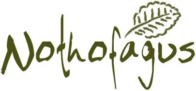 NOTHOFAGUS