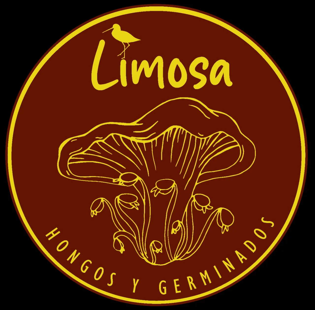 Limosa