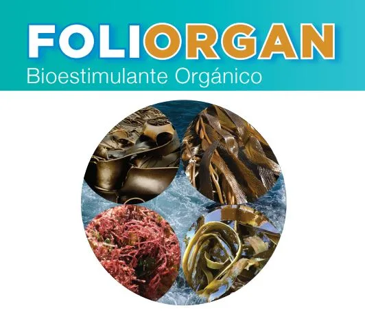 FOLIORGAN