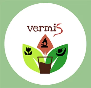 vermis