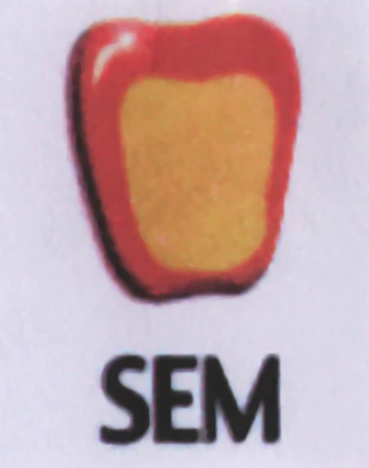 SEM