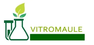 VITROMAULE