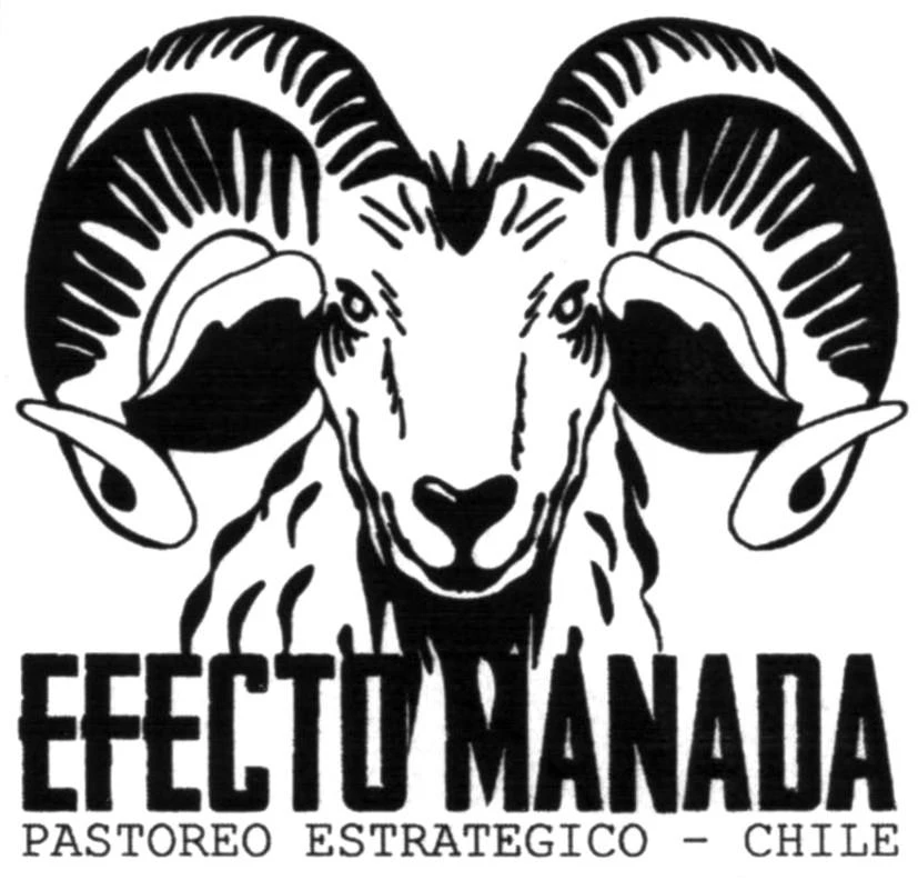 EFECTO MANADA