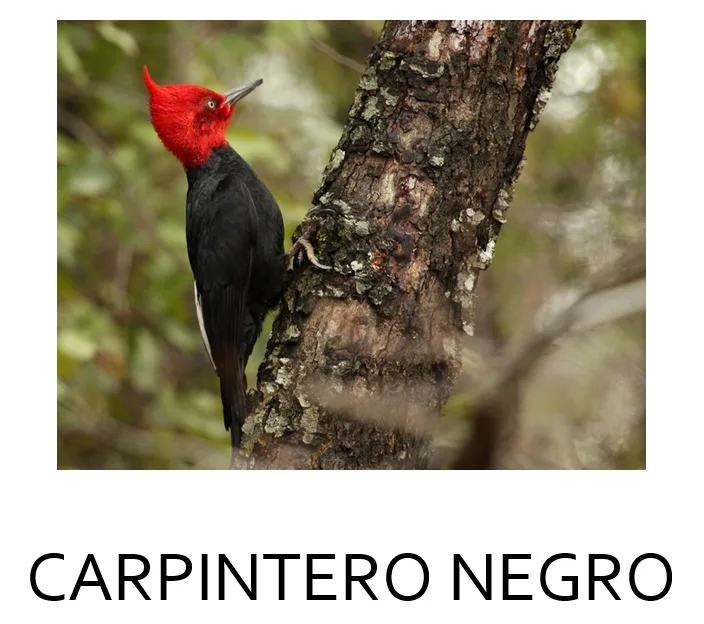 CARPINTERO NEGRO