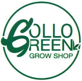 GOLLO GREEN