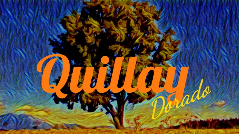 Quillay Dorado