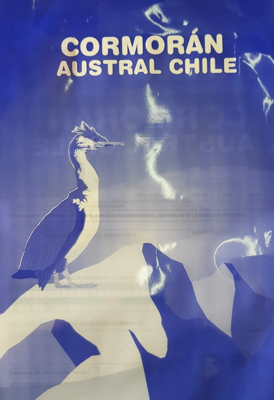 CORMORAN AUSTRAL CHILE