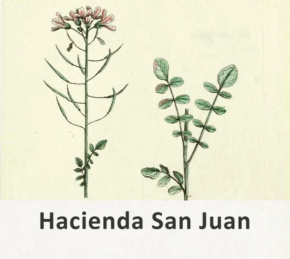 HACIENDA SAN JUAN