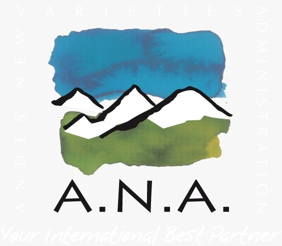 A.N.A.