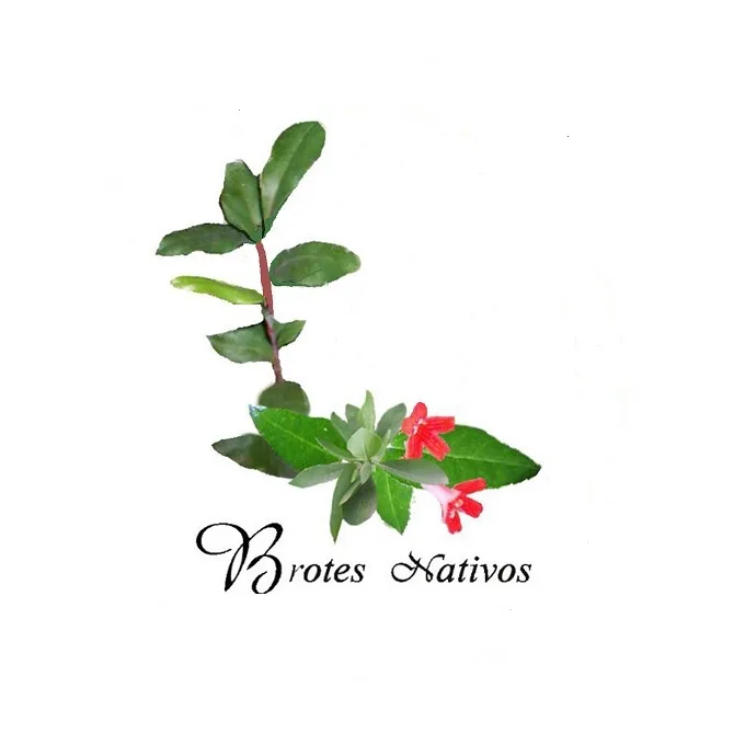 Brotes Nativos