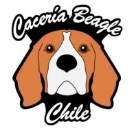 CACERÍA BEAGLE CHILE