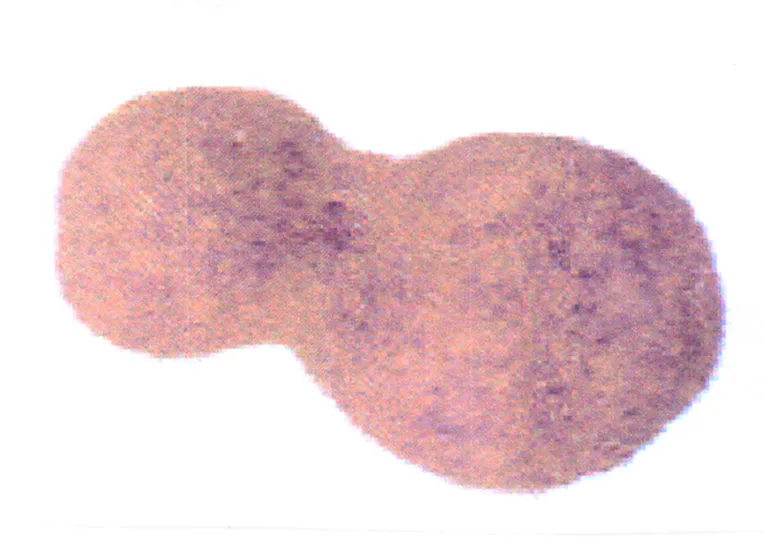 Acta 1113473
