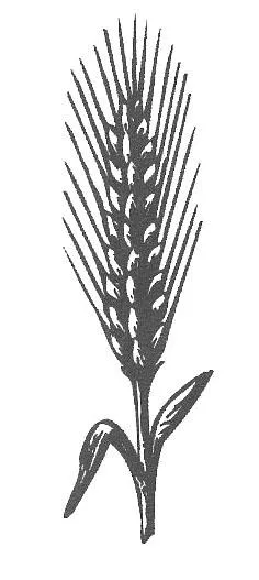 ETIQUETA