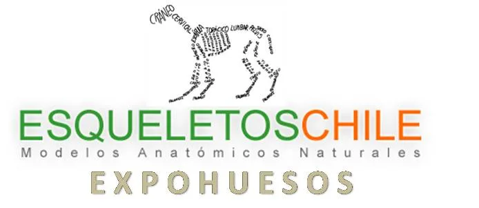 ESQUELETOS CHILE modelos anatómicos naturales EXPOHUESOS