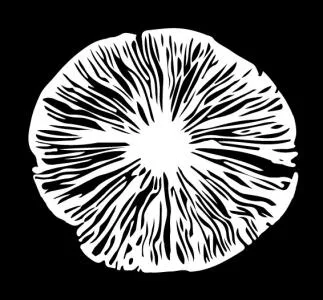 Acta 1493606