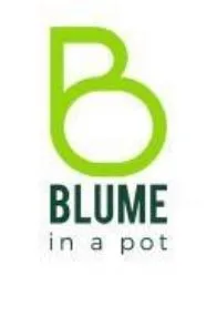 B BLUME in a pot