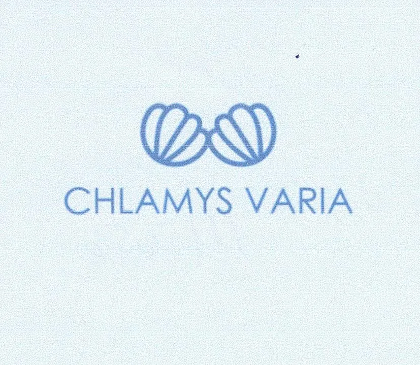 CHLAMYS VARIA