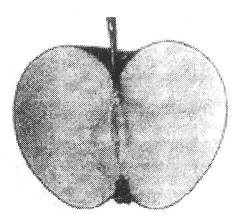 Acta 966656