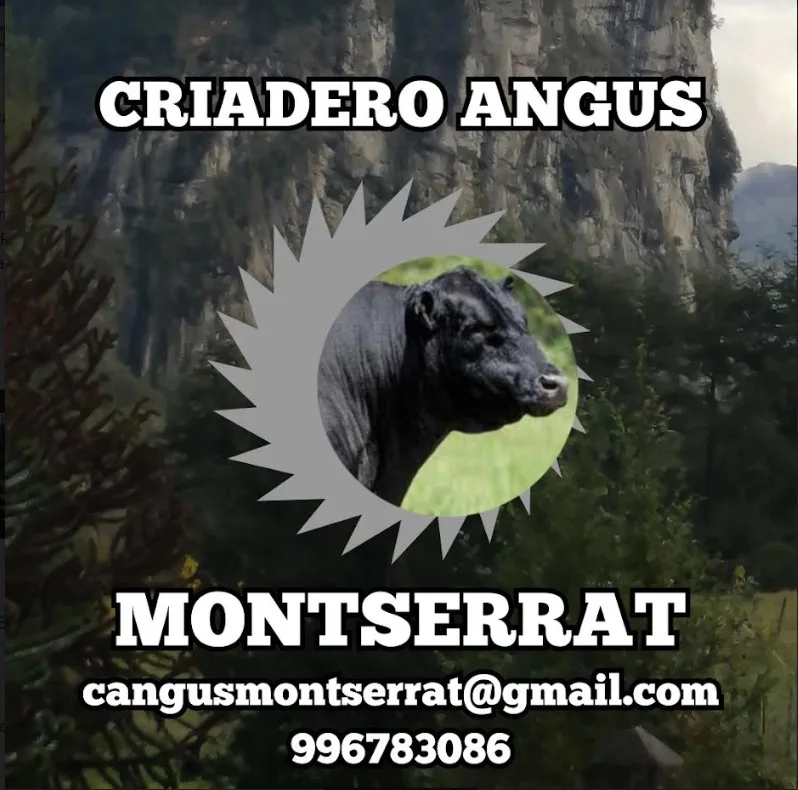 Criadero Angus Montserrat