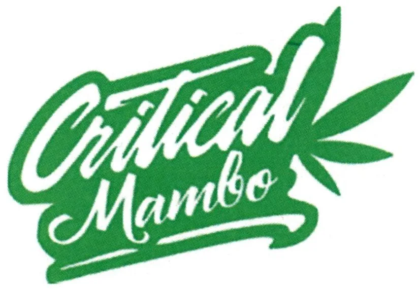 critical mambo