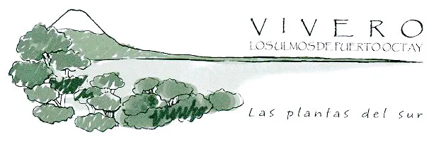 LOS ULMOS DE PUERTO OCTAY