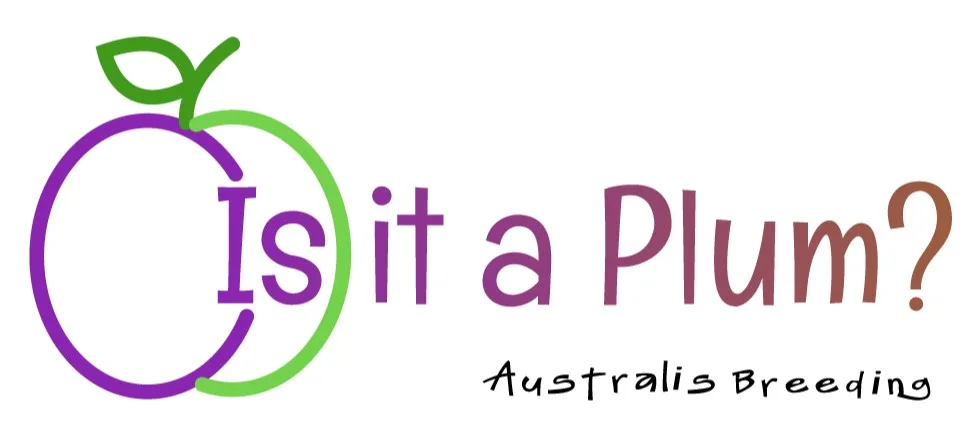 IS IT A PLUM? AUSTRALIS BREEDING