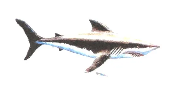 Acta 868709