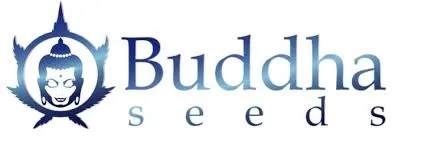 BUDDHA SEEDS