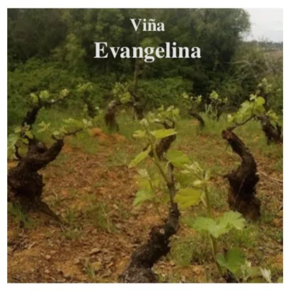 Viña Evangelina