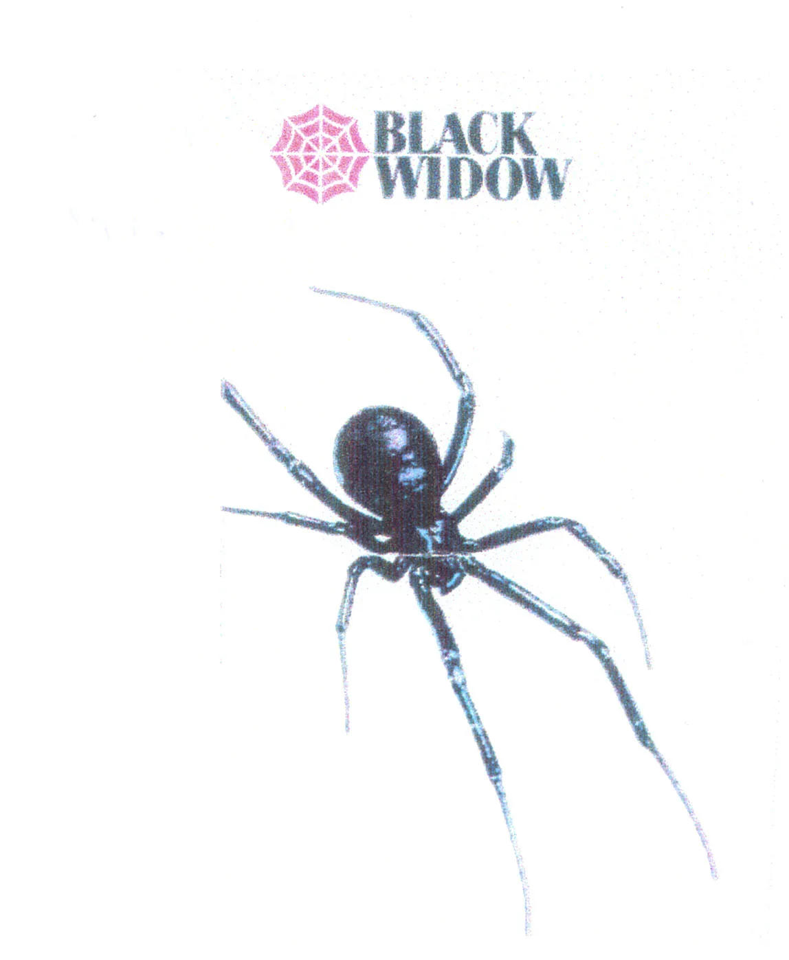 BLACK WIDOW