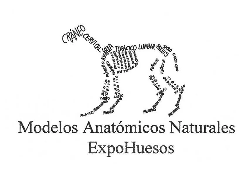 MODELOS ANATOMICOS NATURALES EXPOHUESOS