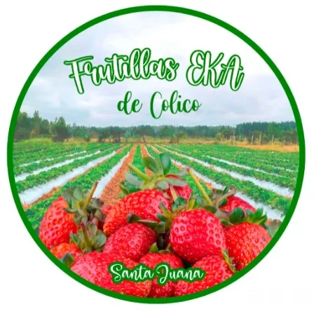 FRUTILLAS EKA DE COLICO SANTA JUANA