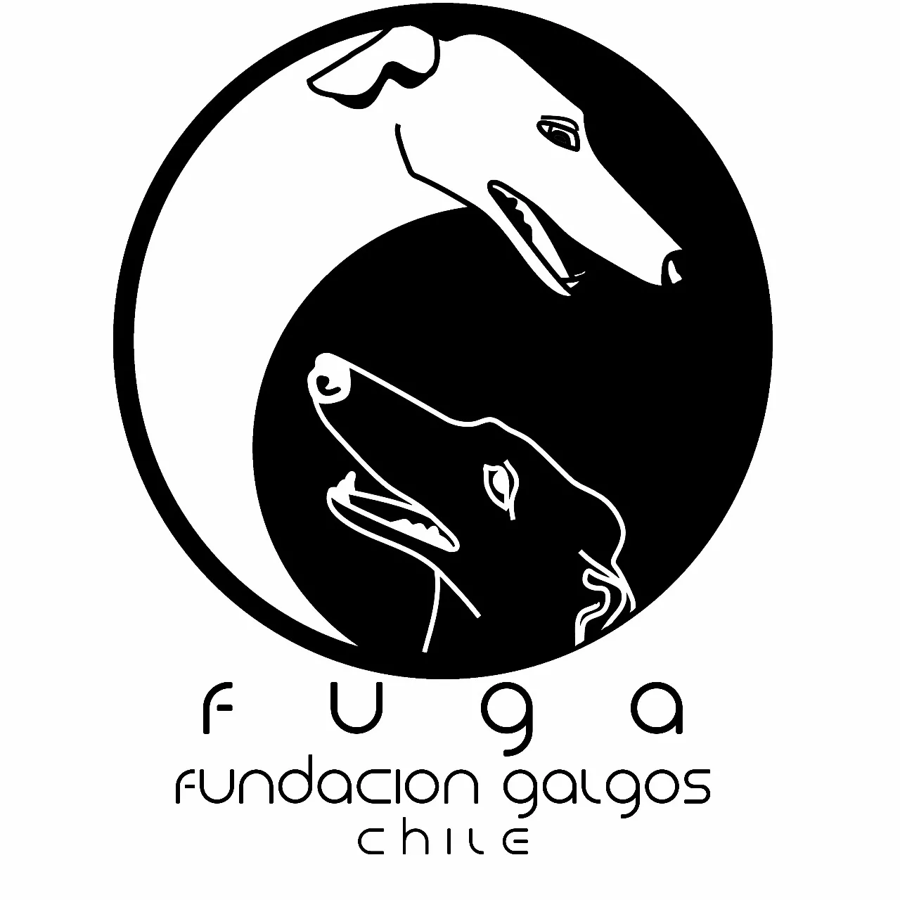 FUGA FUNDACIÓN GALGOS CHILE
