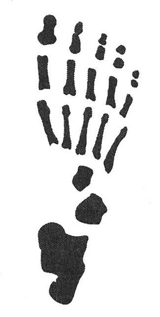 Acta 971951