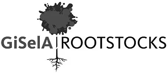 GISELA ROOTSTOCKS