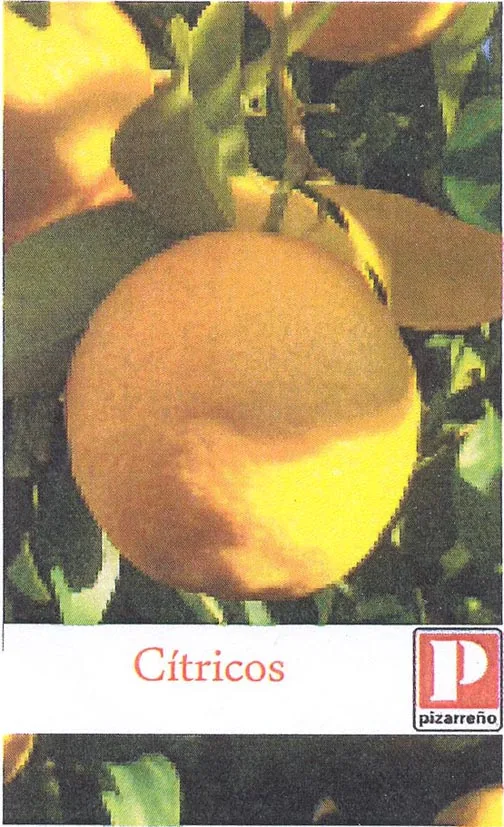 P PIZARREÑO CITRICOS